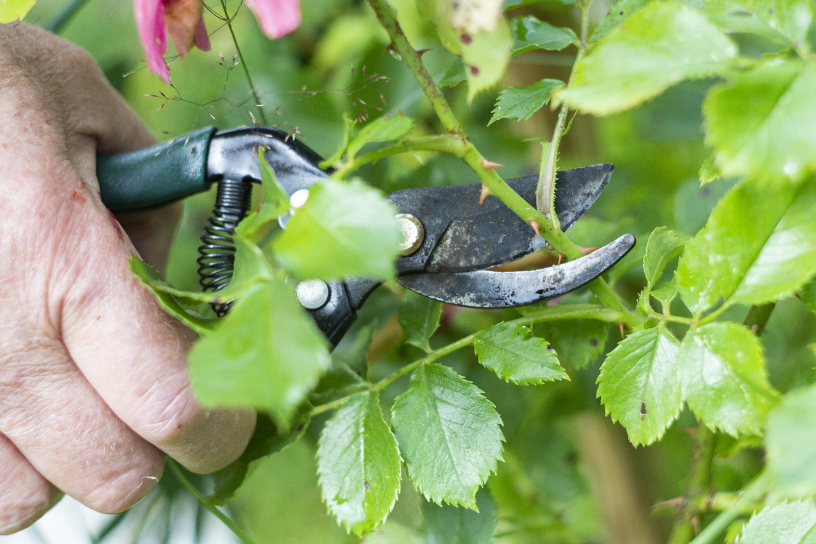 Hand pruning a flowering shrub with bypass shears.